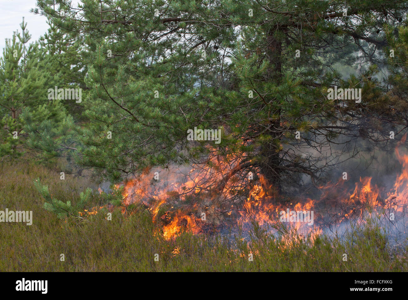 Incendio boschivo Foto Stock