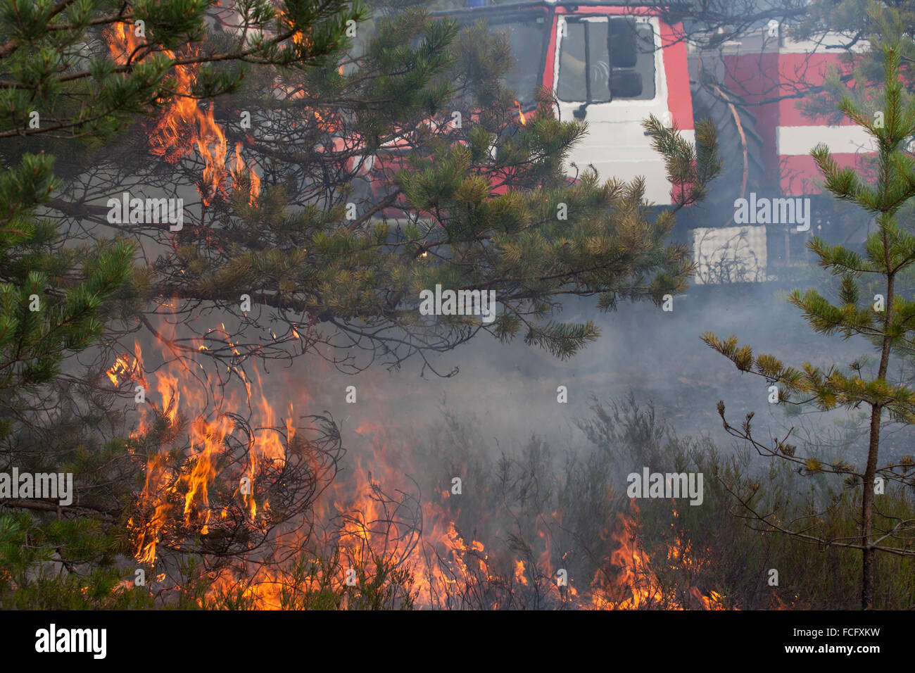 Incendio boschivo Foto Stock
