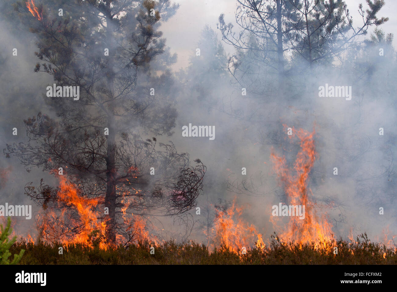Incendio boschivo Foto Stock