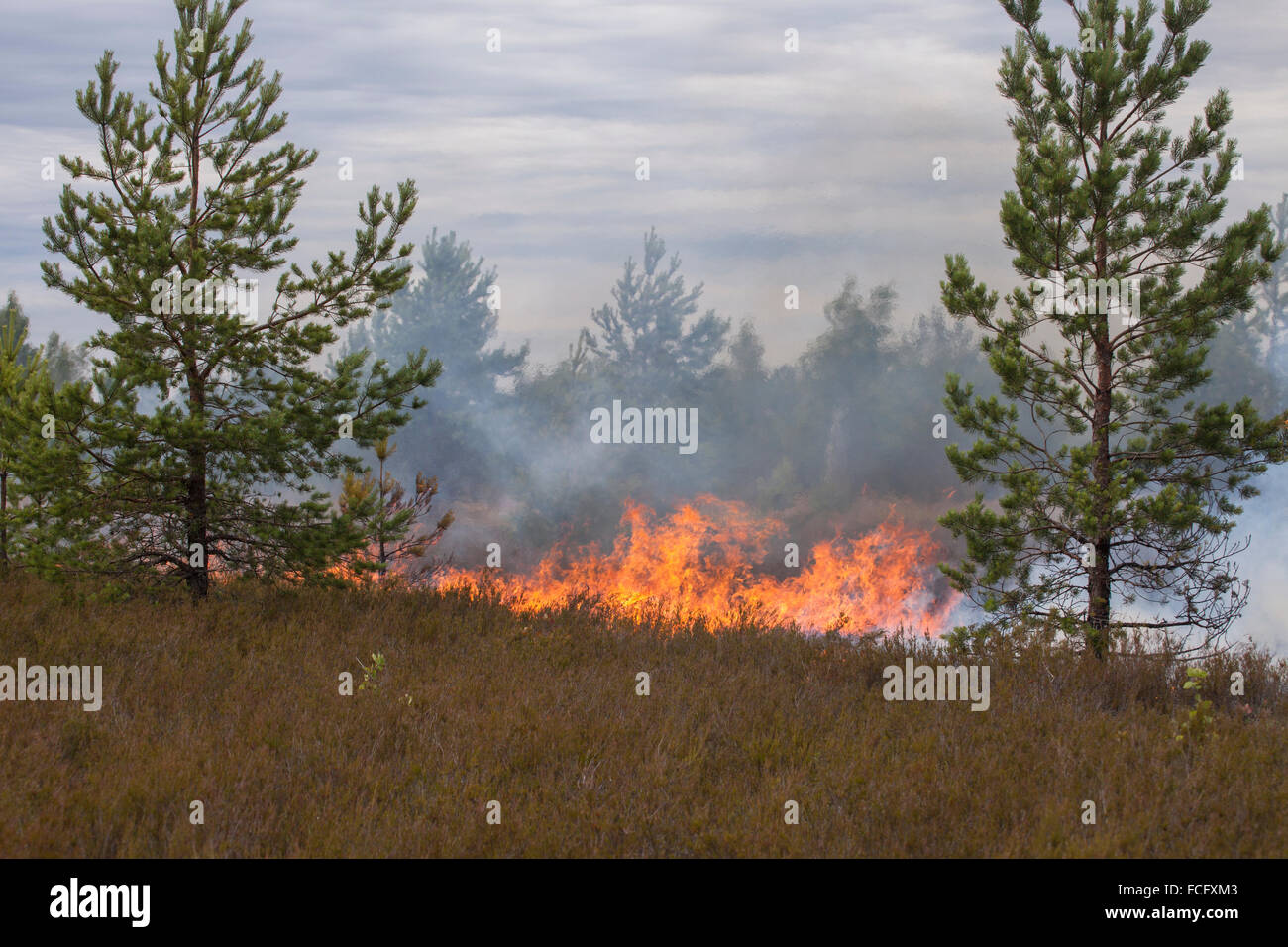 Incendio boschivo Foto Stock