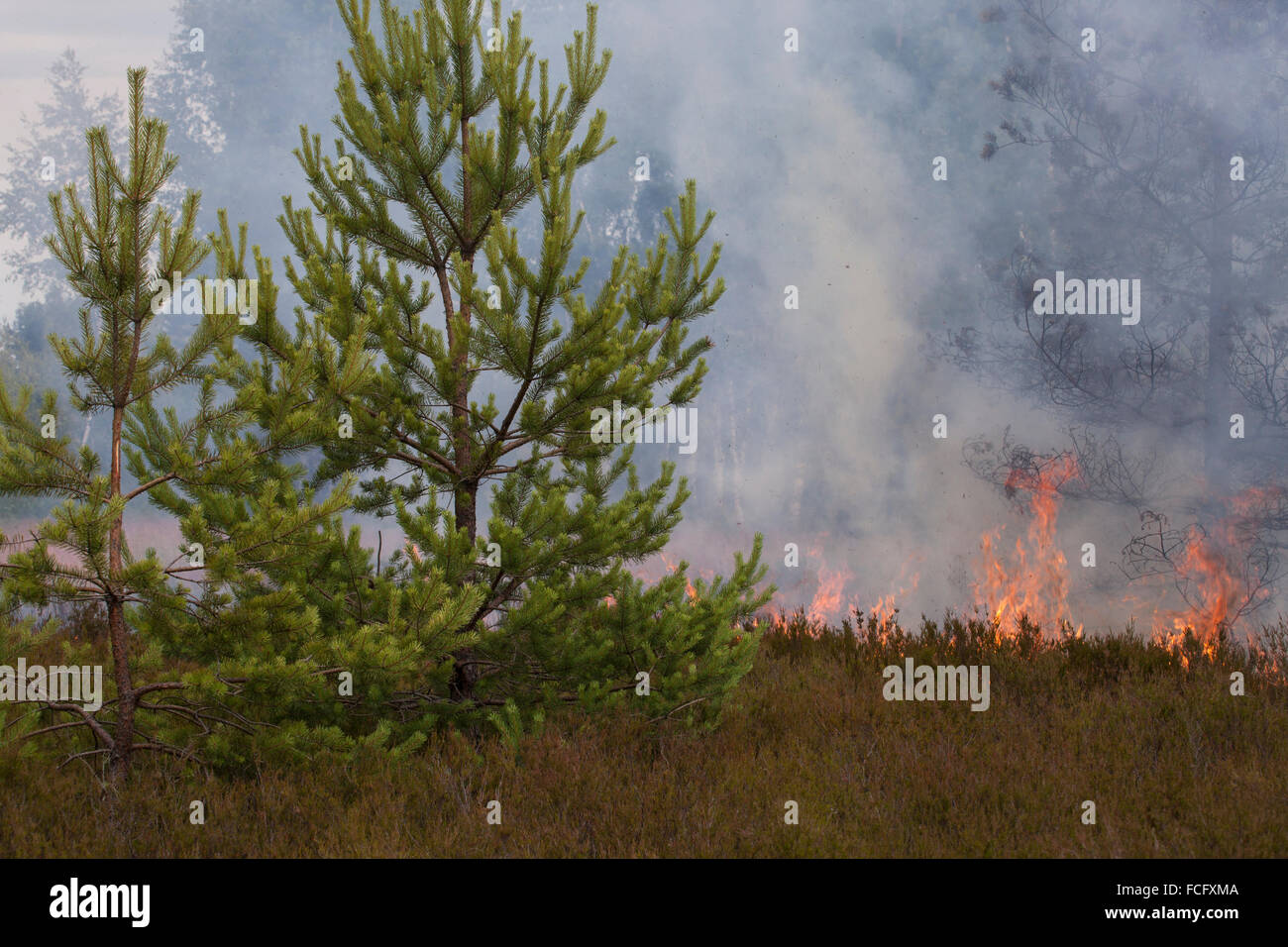 Incendio boschivo Foto Stock