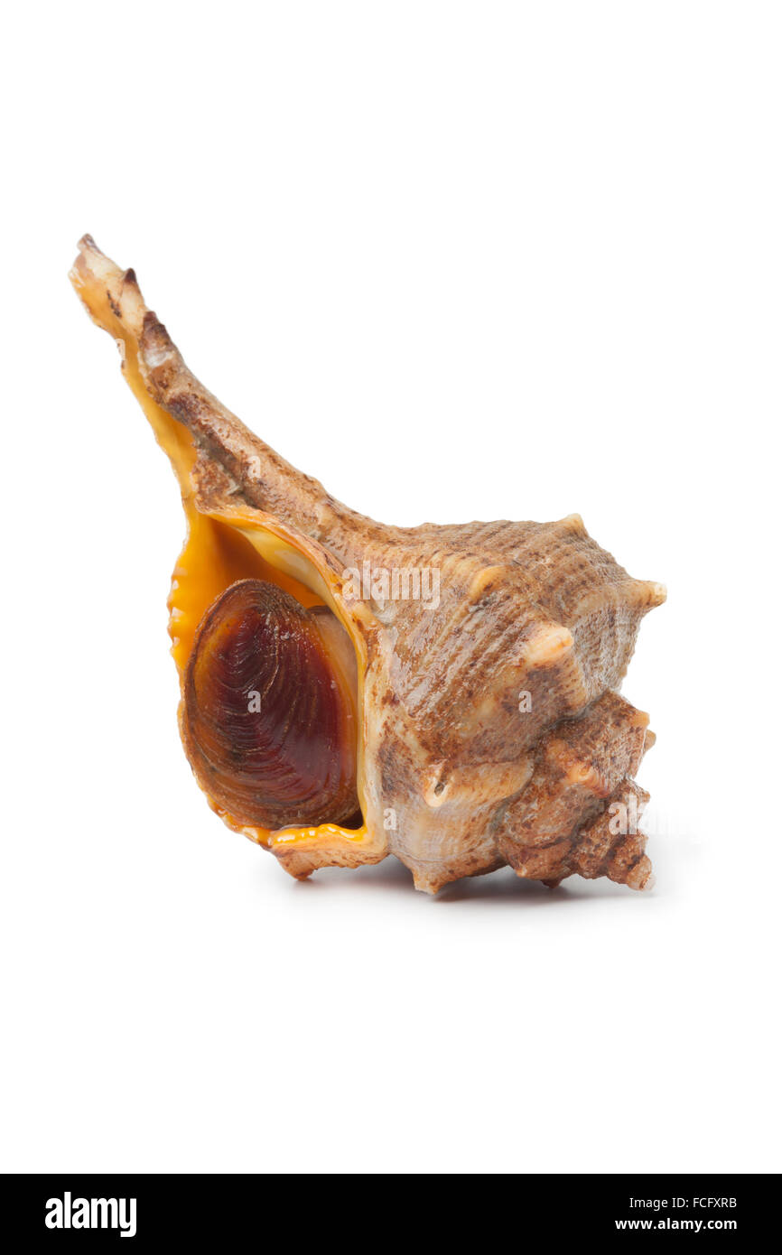 Unico crudo fresco italiano colorante spinoso-murex Foto Stock