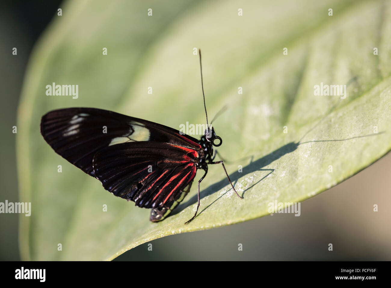 Portalettere butterfly (Heliconius melpomene :) su una foglia Foto Stock