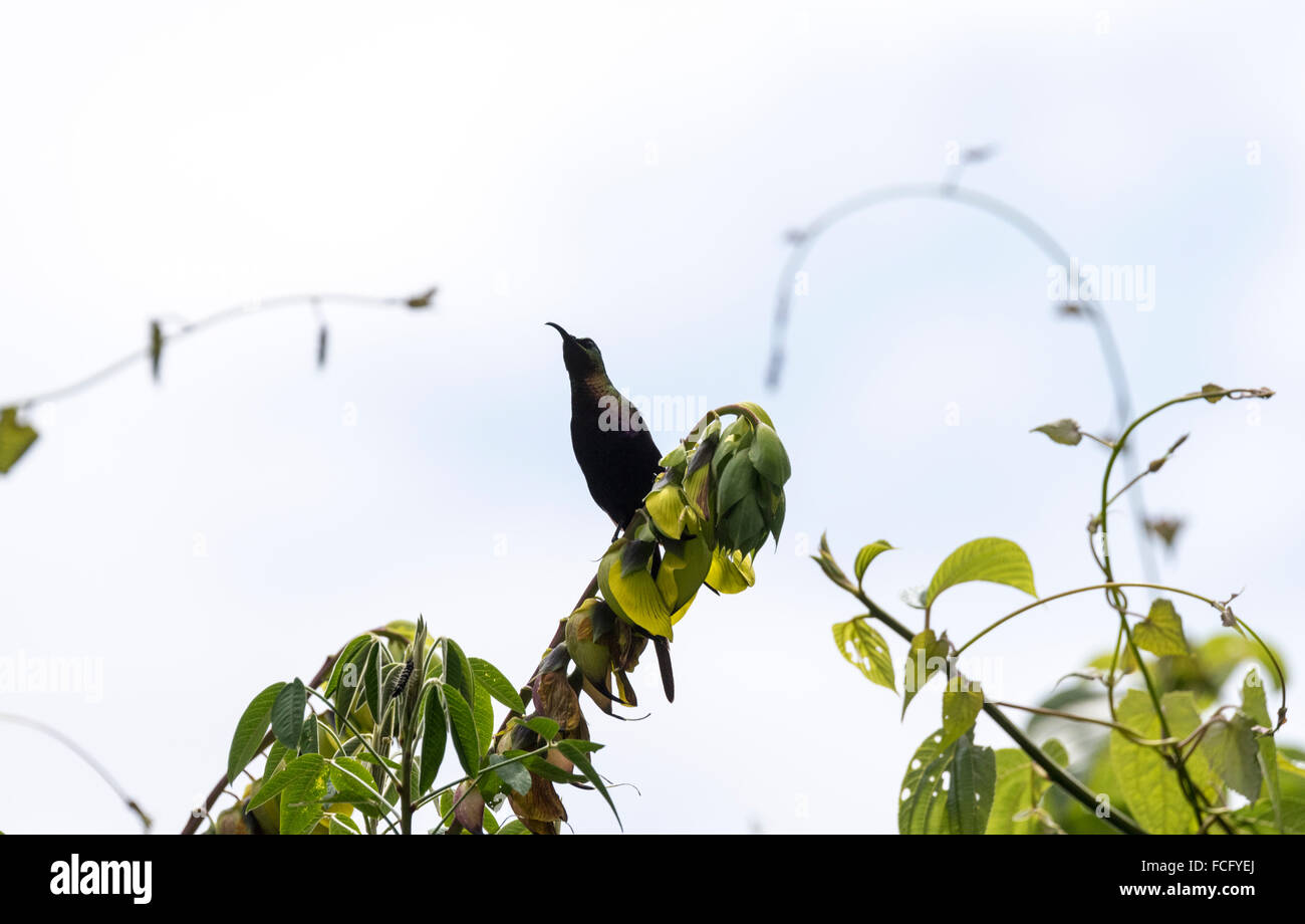 La grande Afro-montane Tacazze sunbird appollaiato su un ramo Foto Stock