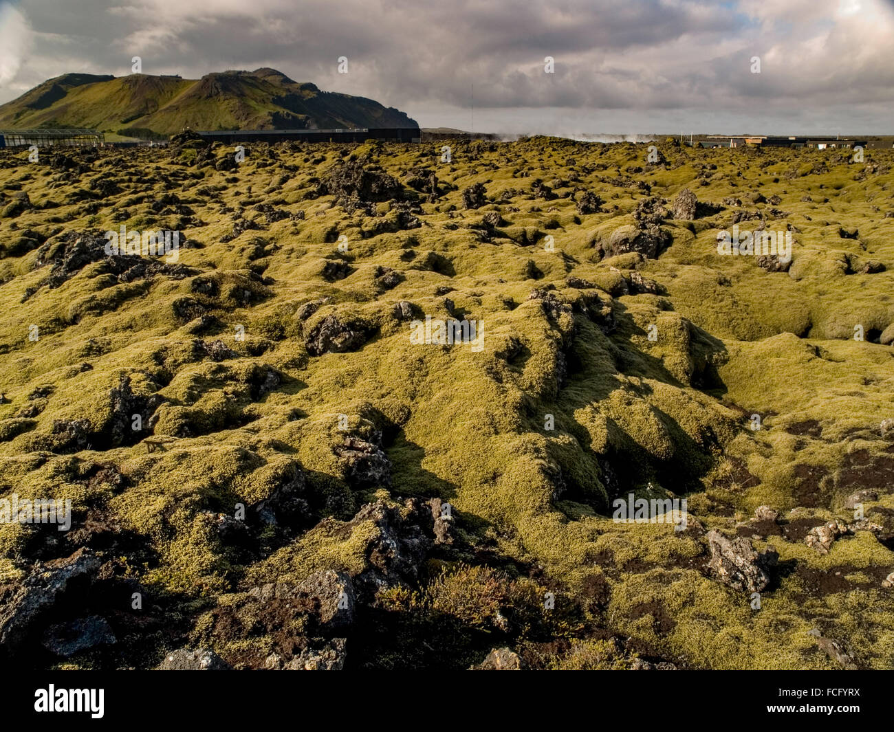 Il muschio verde su nero di roccia lavica nella parte anteriore di un vulcano in un ampio campo appena al di fuori della Laguna Blu Spa vicino a Keflavik, Islanda. Foto Stock