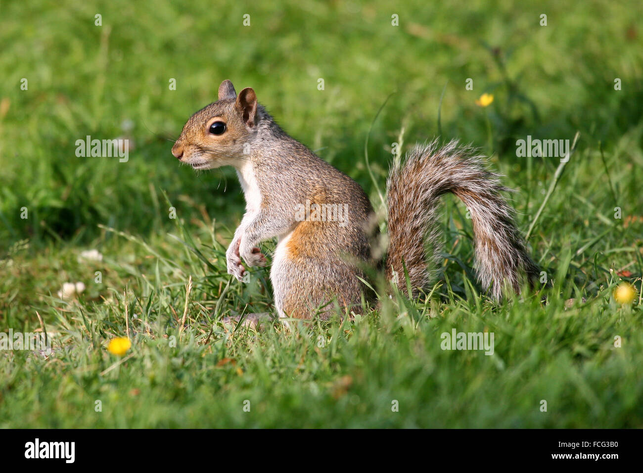 Scoiattolo grigio in posa di campo Foto Stock