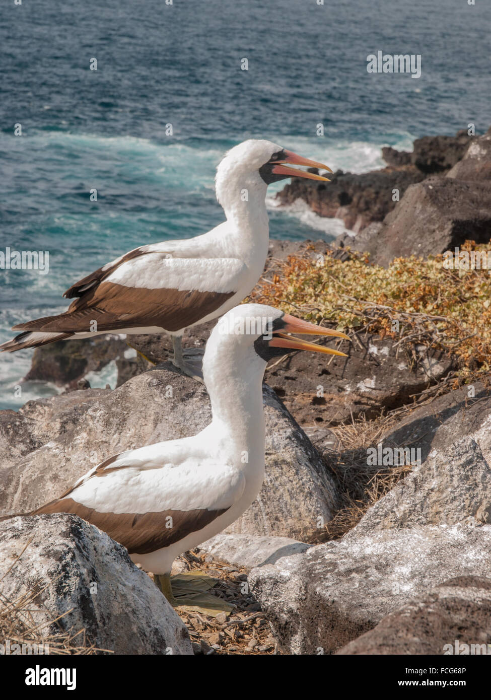 Due Blue Footed Boobies arancione con becchi in piedi su una sporgenza di roccia dall'oceano nelle isole Galapagos, Ecuador. Foto Stock