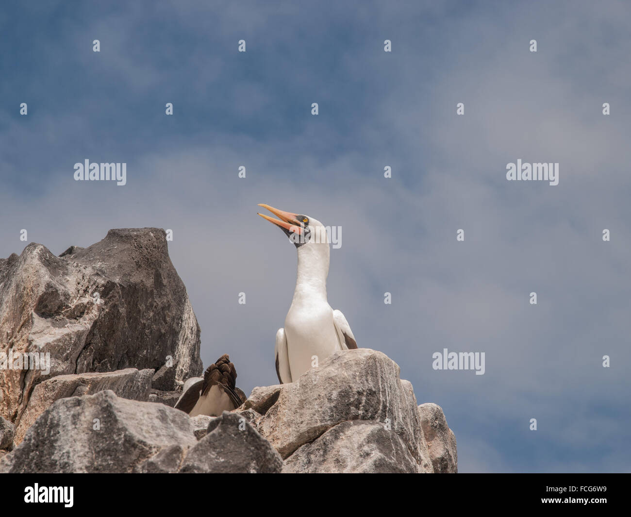 Blue Footed Boobies sulla roccia contro un cielo blu con nuvole in Isole Galapagos, Ecuador. Un uccello è chiamata. Foto Stock