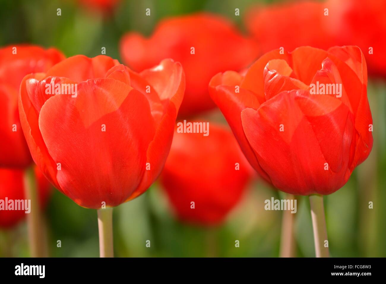 Tulipa ´escape´ Foto Stock