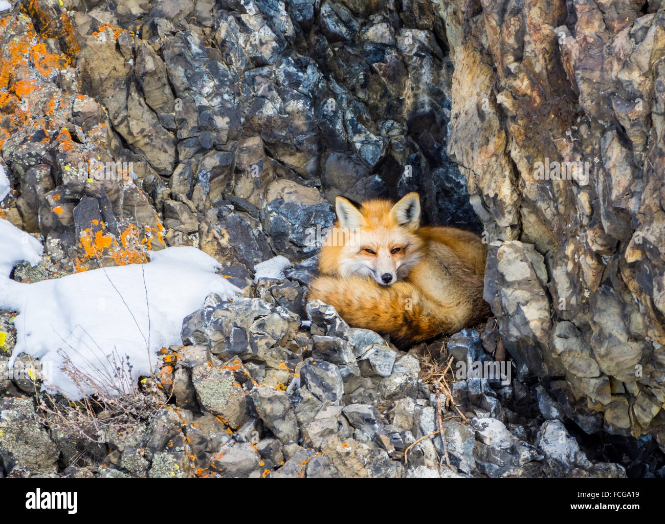 Un rosso volpe (Vulpes vulpes) è pronto a schiacciare un pisolino nella sua tana tra le rocce. Parco Nazionale di Yellowstone, Wyoming negli Stati Uniti. Foto Stock