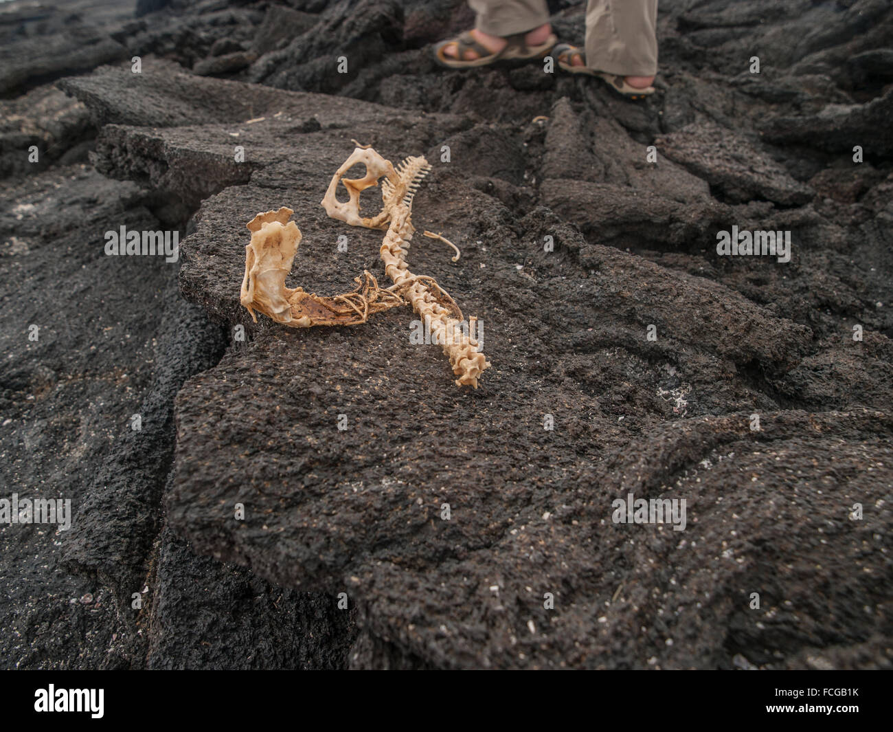 Scheletro Sul Nero Nelle Lo Di Isole Roccia Lavica Iguana KFJcTl1