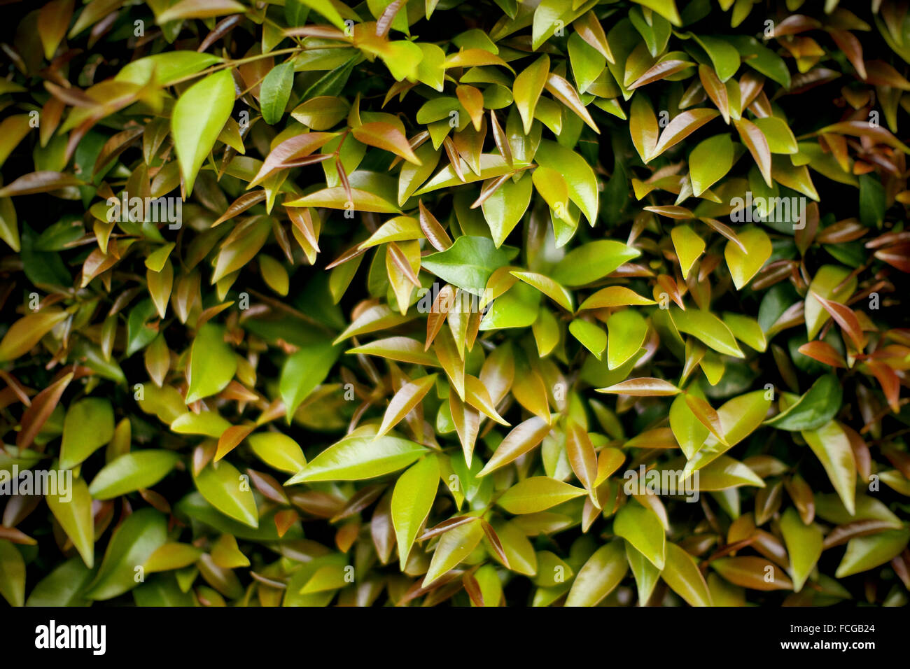 Una parete di foglie da un cespuglio pianta che potrebbe essere utilizzata come sfondo Foto Stock