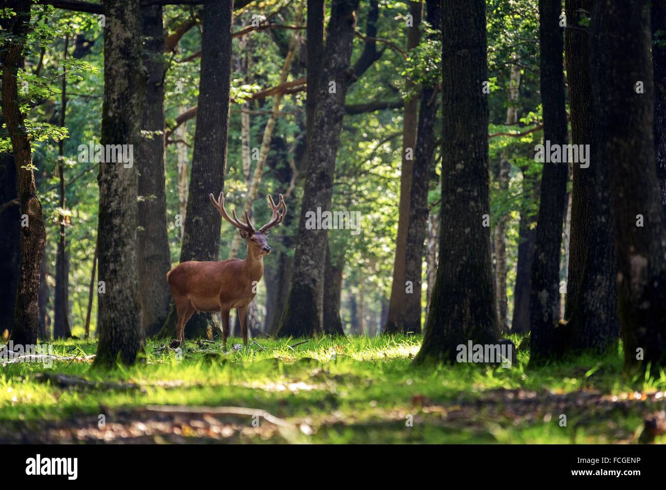 Foresta di Rambouillet, yvelines (78), Ile-de-France, Francia Foto Stock