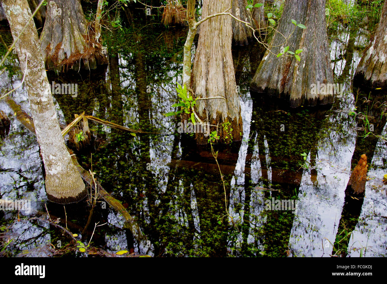 Dettagli della Big Cypress Swamp preservare Foto Stock