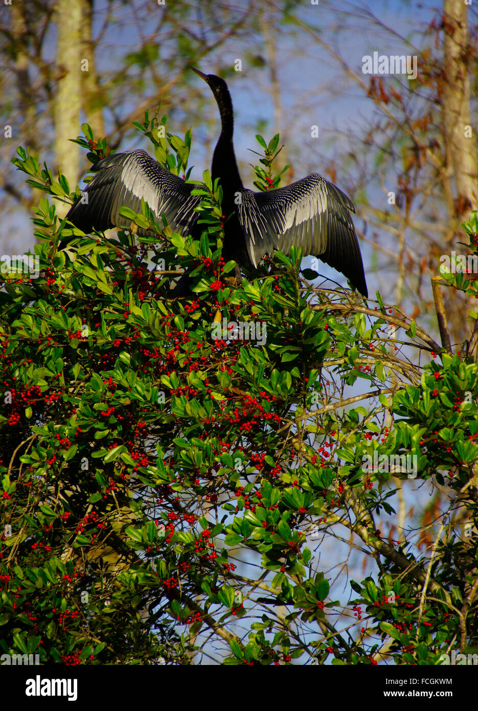 Anhinga asciugando le sue ali Foto Stock