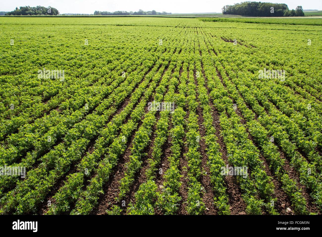 Prodotti della terra, vero cibo di qualità, Francia Foto Stock