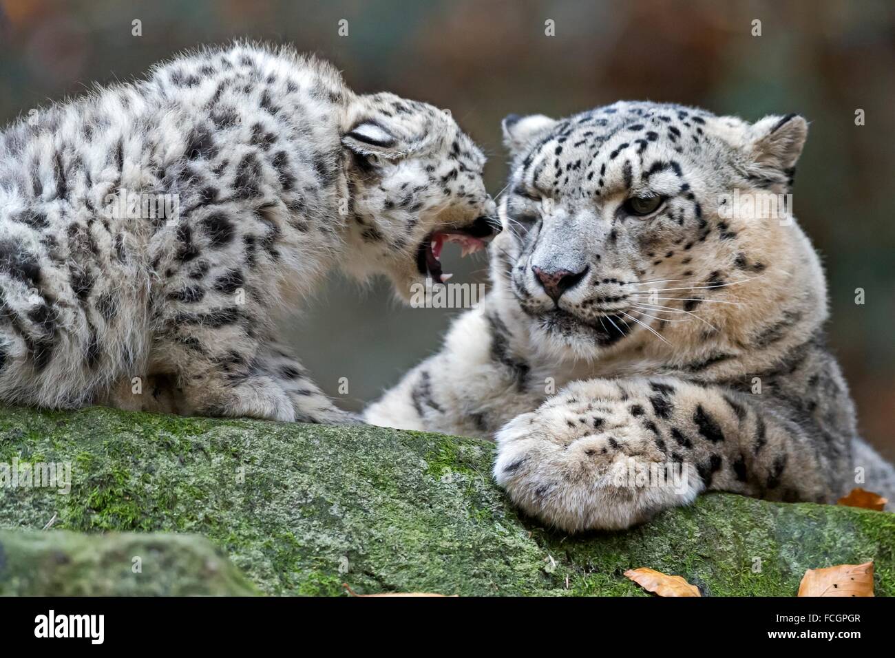 Snow Leopard (Uncia uncia), animali giovani, captive, Germania Foto Stock