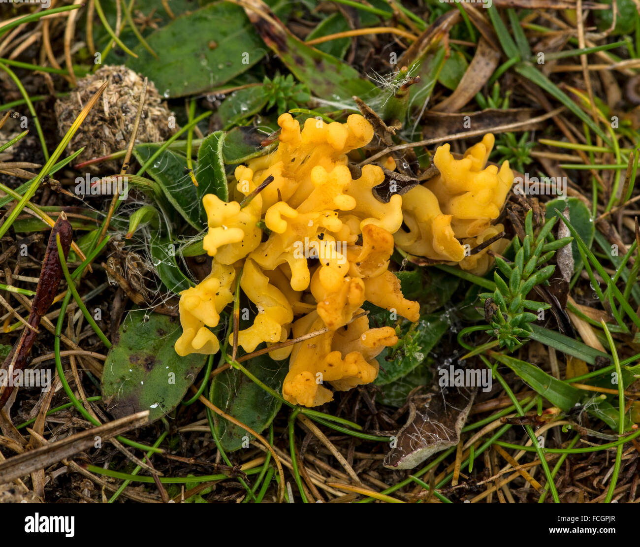 Un diffusissimo fungo ma sempre più rara negli ultimi anni a causa della perdita di habitat. Foto Stock