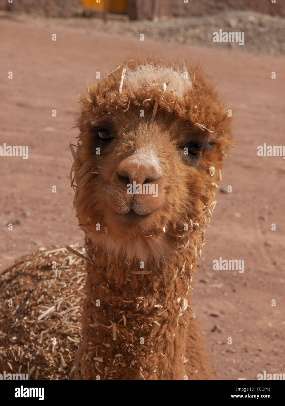 Ritratto di testa di marrone alpaca in Perù, Sud America. Foto Stock