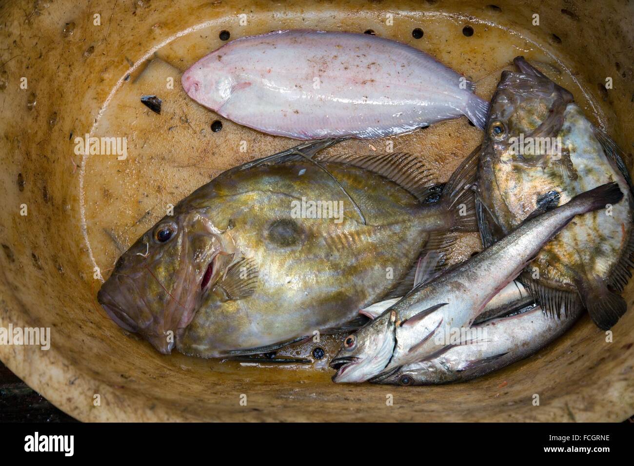 Con pesce appena pescato (John Dory, suole e giovani naselli) in un contenitore di smistamento, pesca in mare sui PESCHERECCI CON RETI DA TRAINO ADIBITI ALLA PESCA DI GAMBERETTI "QUENTIN-GREGOIR Foto Stock