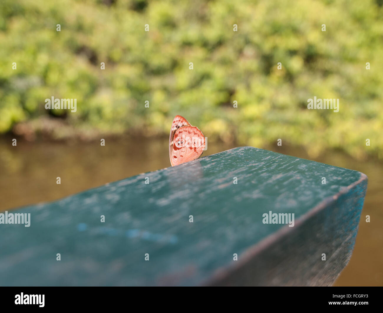 Arancione farfalla posata sul verde verniciato ringhiera vicino al fiume in Amazzonia in Perù, Sud America. Foto Stock