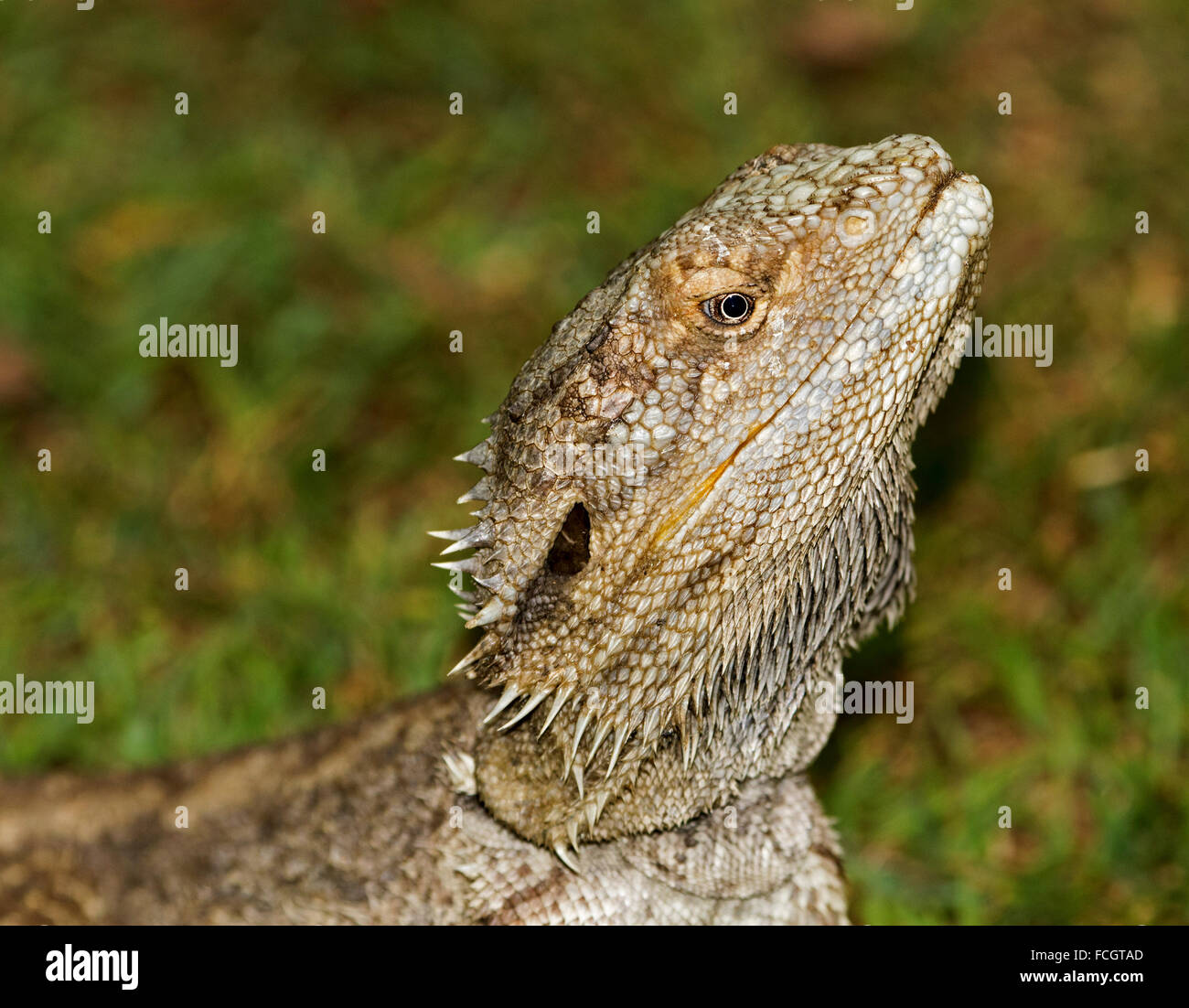 Close-up di testa di drago barbuto lucertola Pogona barbata con occhio luminoso e spinose "barba" contro sfondo verde scuro in giardino australiano Foto Stock