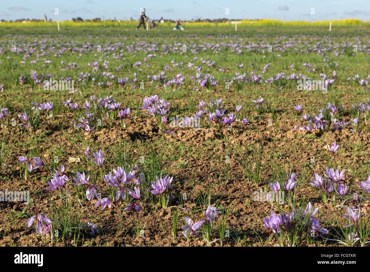 Allevamento di zafferano in Eure et Loir (28), centro, Francia Foto Stock