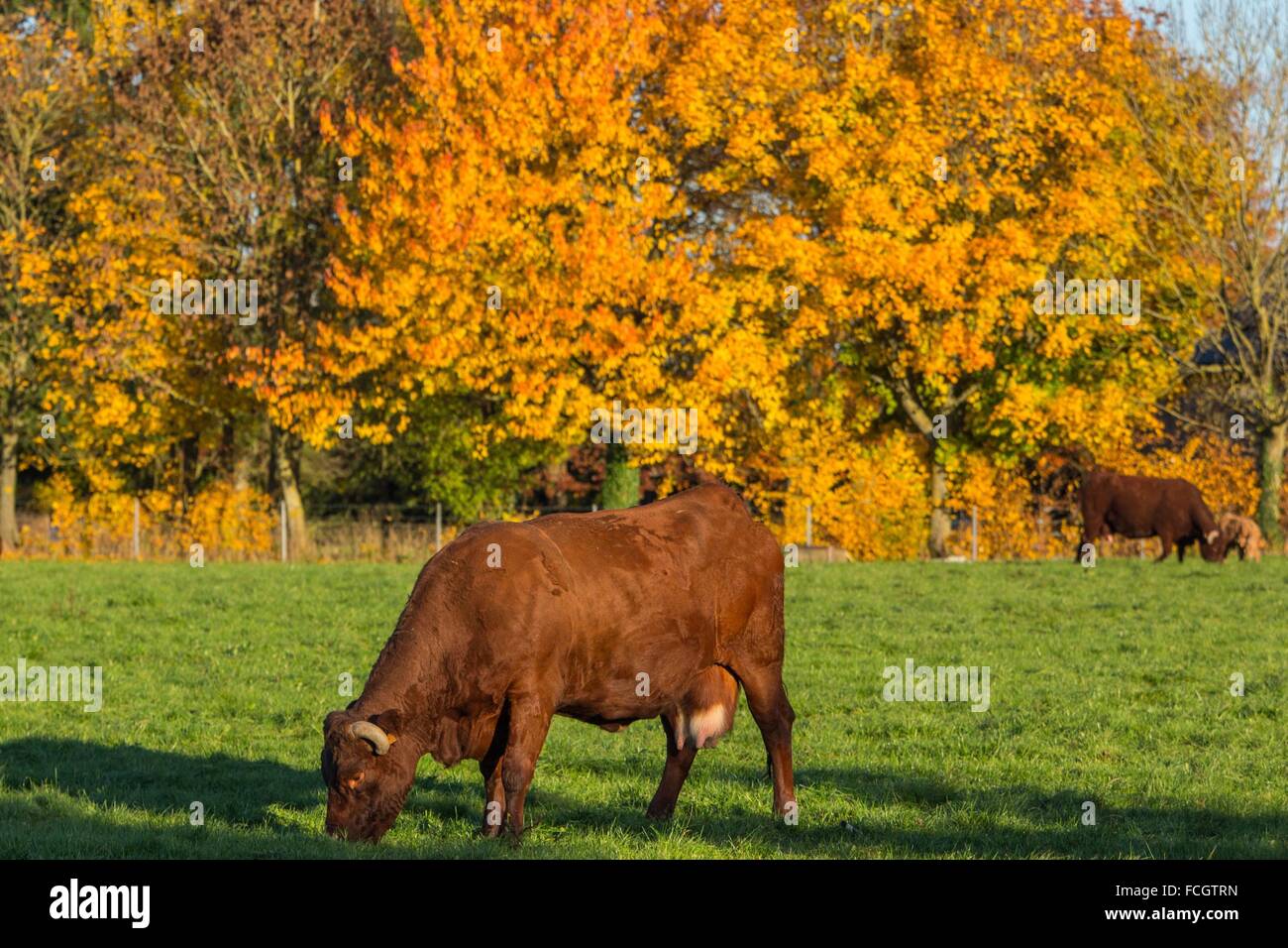 COLORI DI AUTUNNO Foto Stock