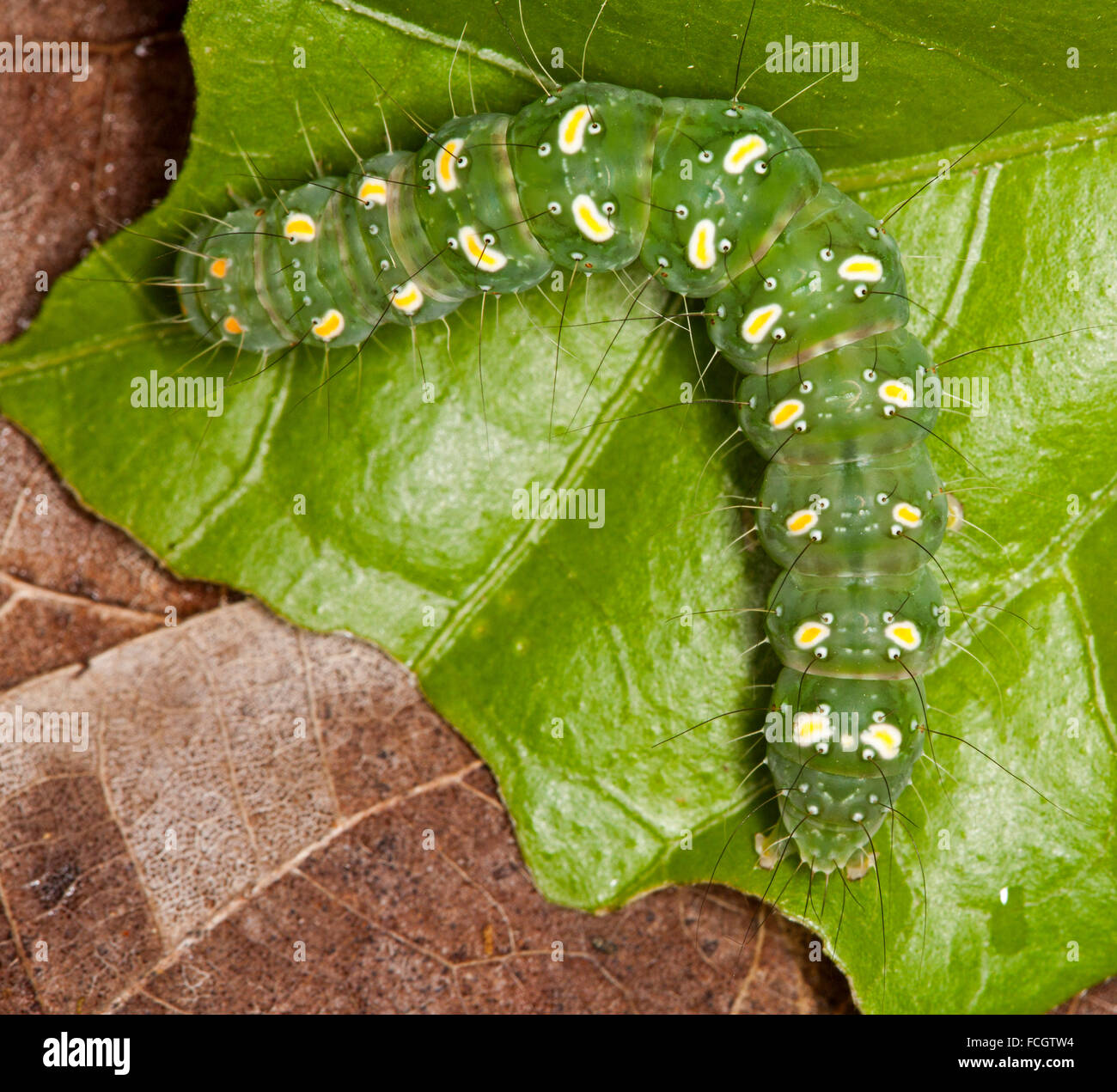 Colorata di verde con caterpillar giallo pallido macchie, larva della falena trasversale, Xanthodes transversa sulla foglia di hibiscus in giardino australiano Foto Stock