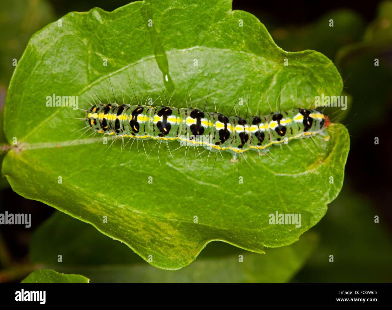 Colorata di verde con caterpillar nero e macchie di colore giallo, larva della falena trasversale, Xanthodes transversa sulla foglia di hibiscus in giardino australiano Foto Stock