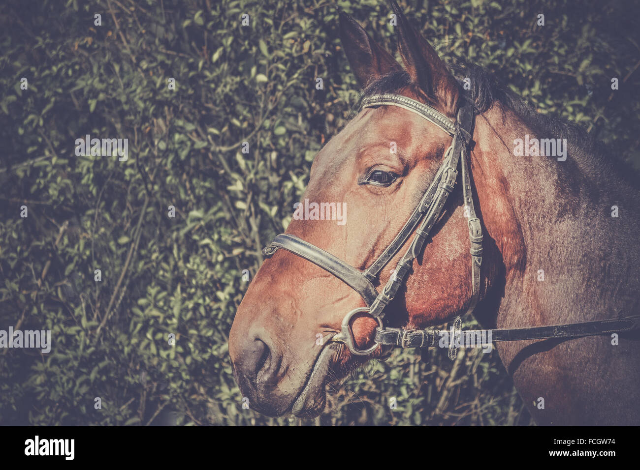 Tono Vintage ritratto di una testa di cavallo Foto Stock