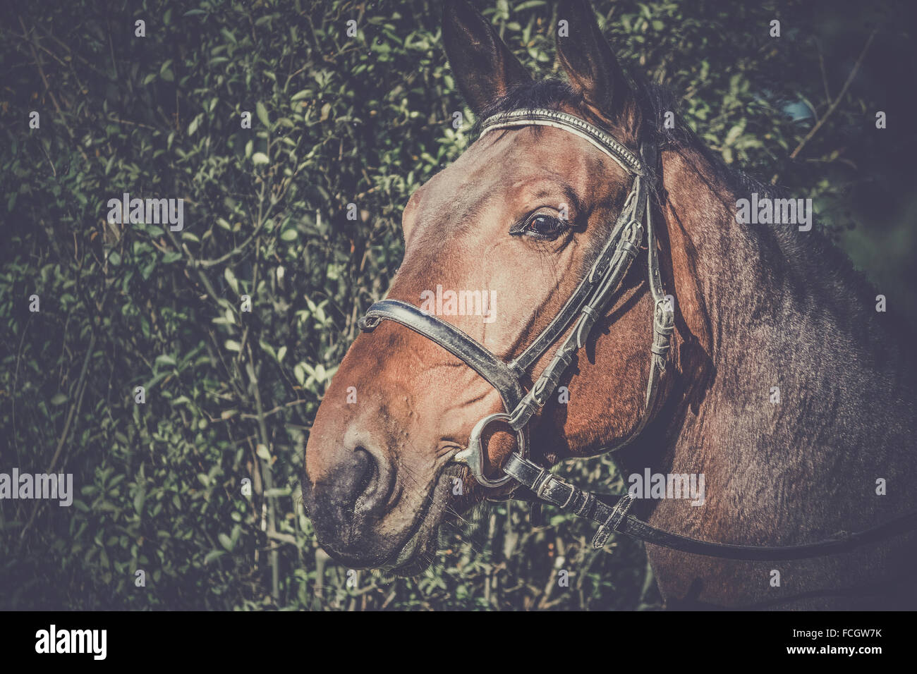 Tono Vintage ritratto di una testa di cavallo Foto Stock