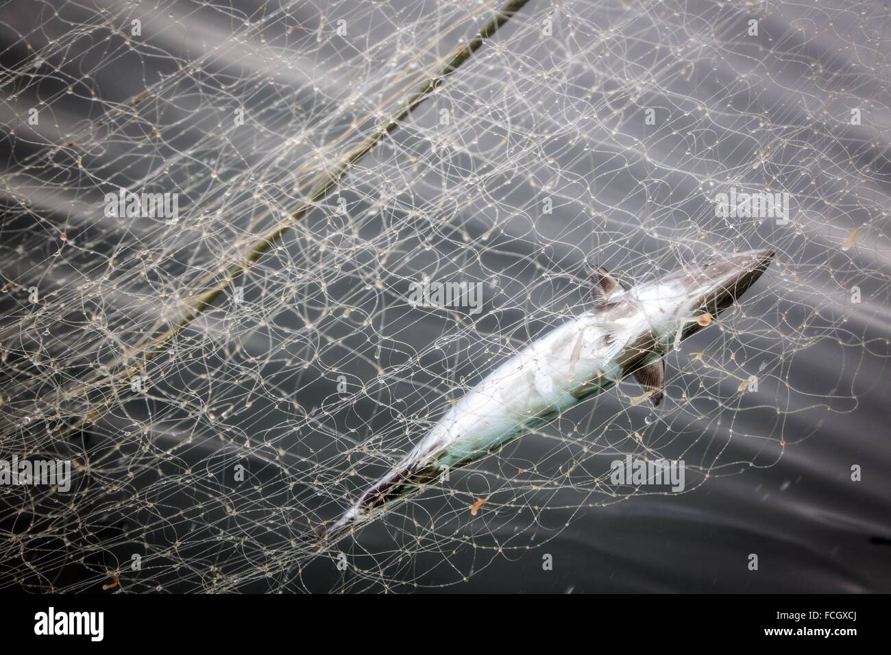 BONITO, un tipo di piccoli tonni, impigliati nelle reti, pesca in mare sulla barca GILLNETTING 'LES OCEANES" AL LARGO DELLA COSTA DI LORIENT (56 Foto Stock