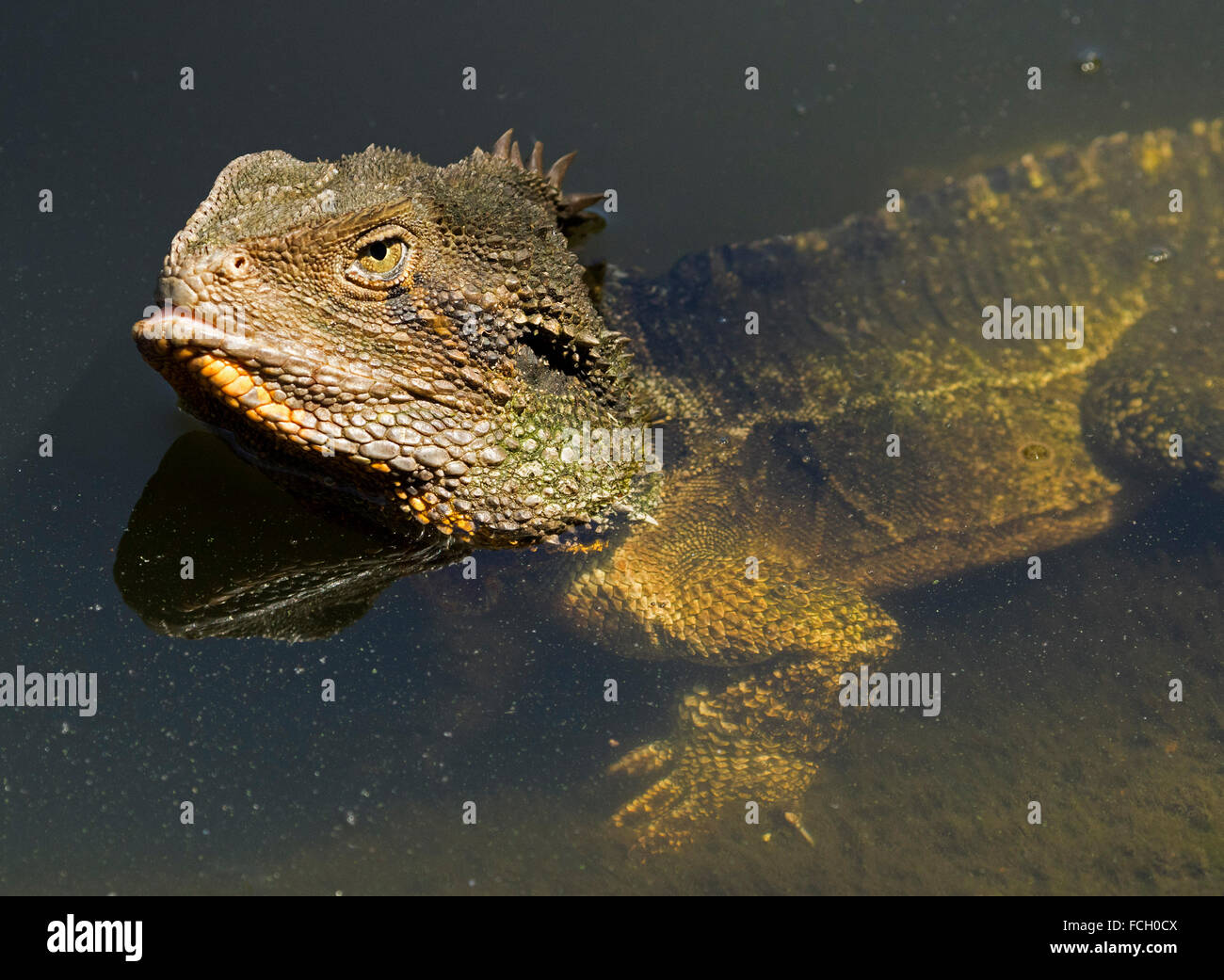 Australia orientale drago acqua lizard, Physignathus lesueurii in acqua con sopra la testa e corpo visibile sotto l'acqua chiara nel parco urbano Foto Stock