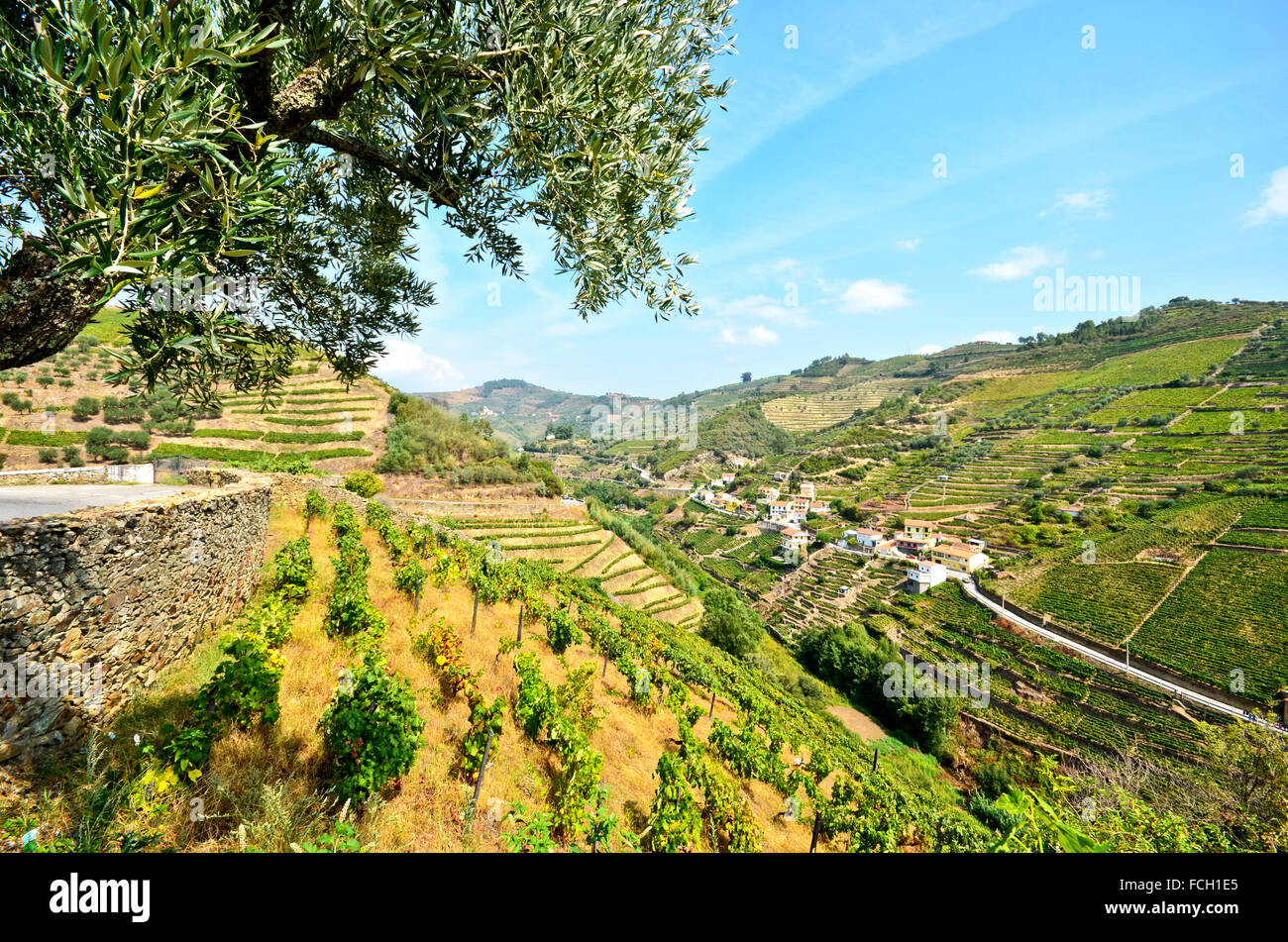Vigneti della Valle del Douro tra Pinhao e peso da Regua, Portogallo Europa Foto Stock