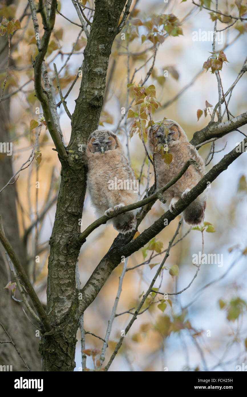 Allocco / Waldkauz ( Strix aluco ), due uccellini, arroccato in alto in un albero, dorme, fantasticando, fauna selvatica, Germania. Foto Stock