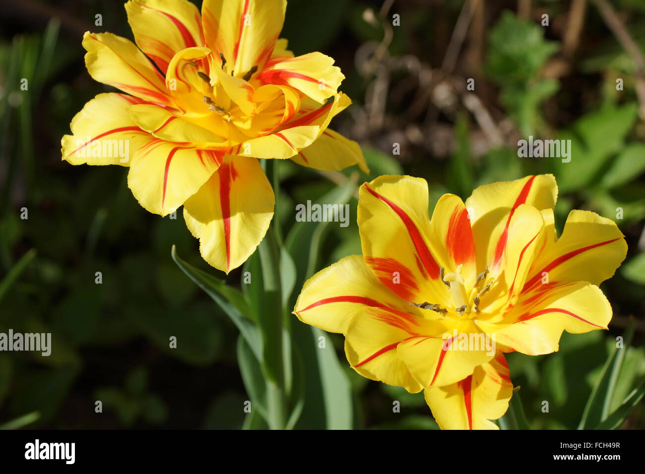 Doppio tulip. Tulipa Monsella. Giallo-rosso tulipano. Foto Stock