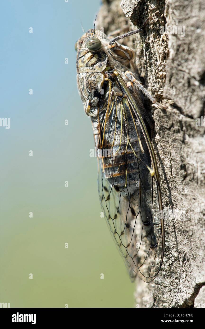 Forest Cicala (Cicadetta montana), camouflage sulla corteccia, Provenza, Francia. Foto Stock