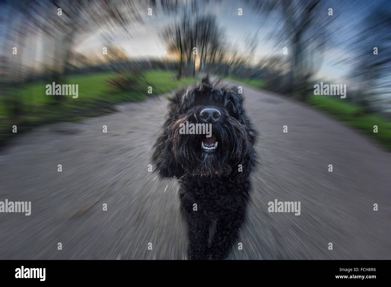 Un feroce piccolo cane corre verso la telecamera Foto Stock