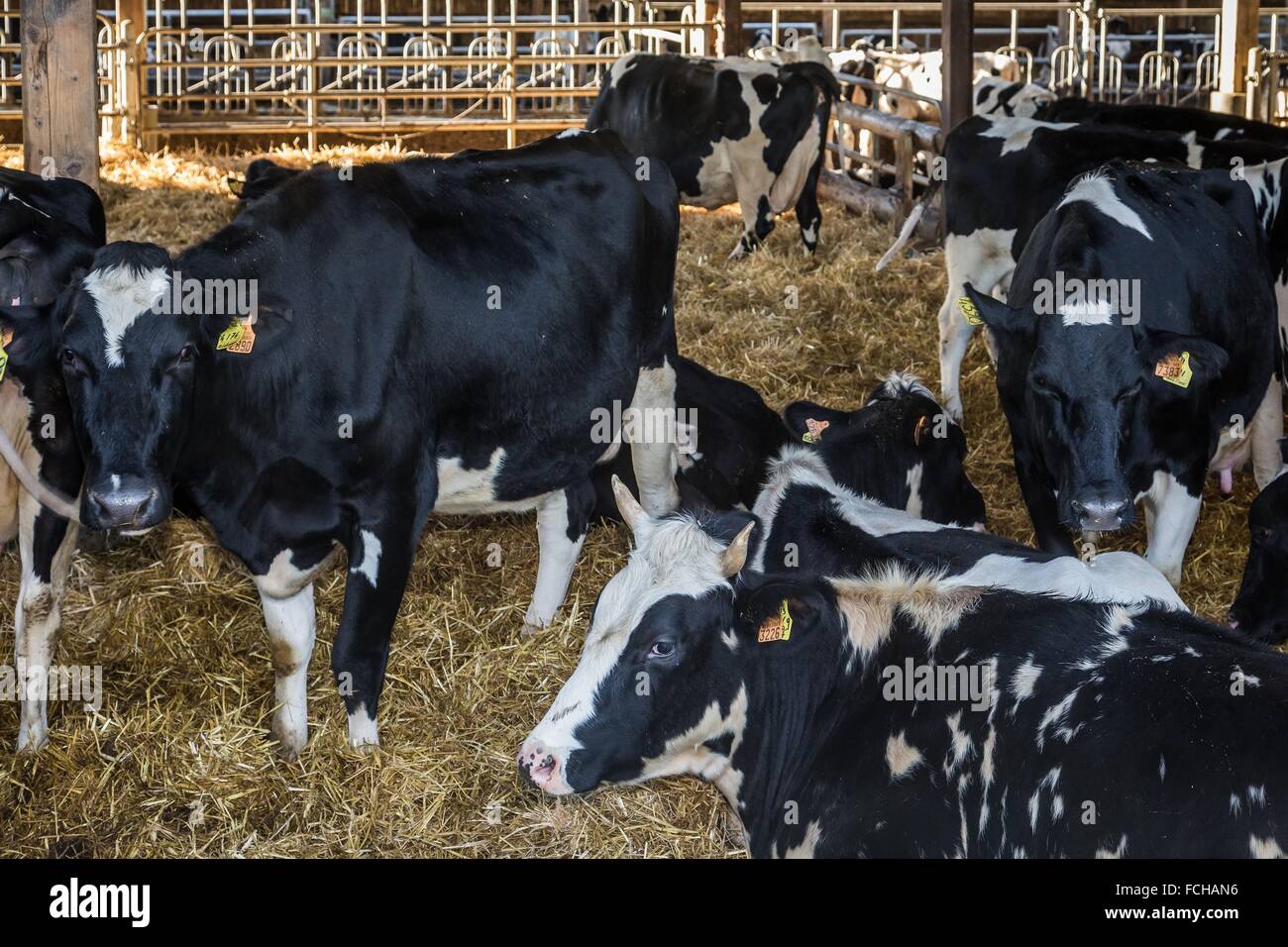 HOLSTEIN vitelli frisone Foto Stock