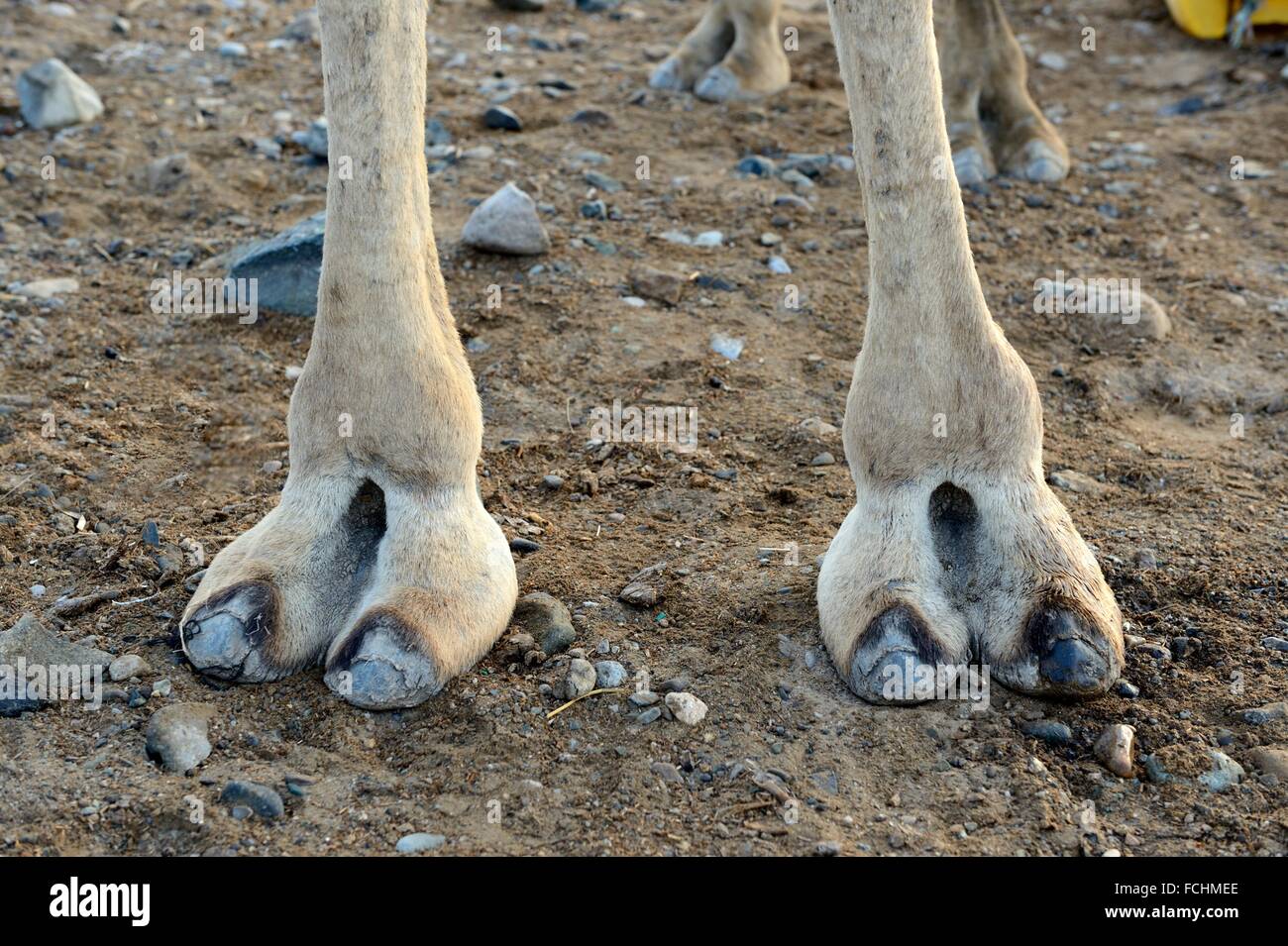 Zoccolo cammello immagini e fotografie stock ad alta risoluzione - Alamy