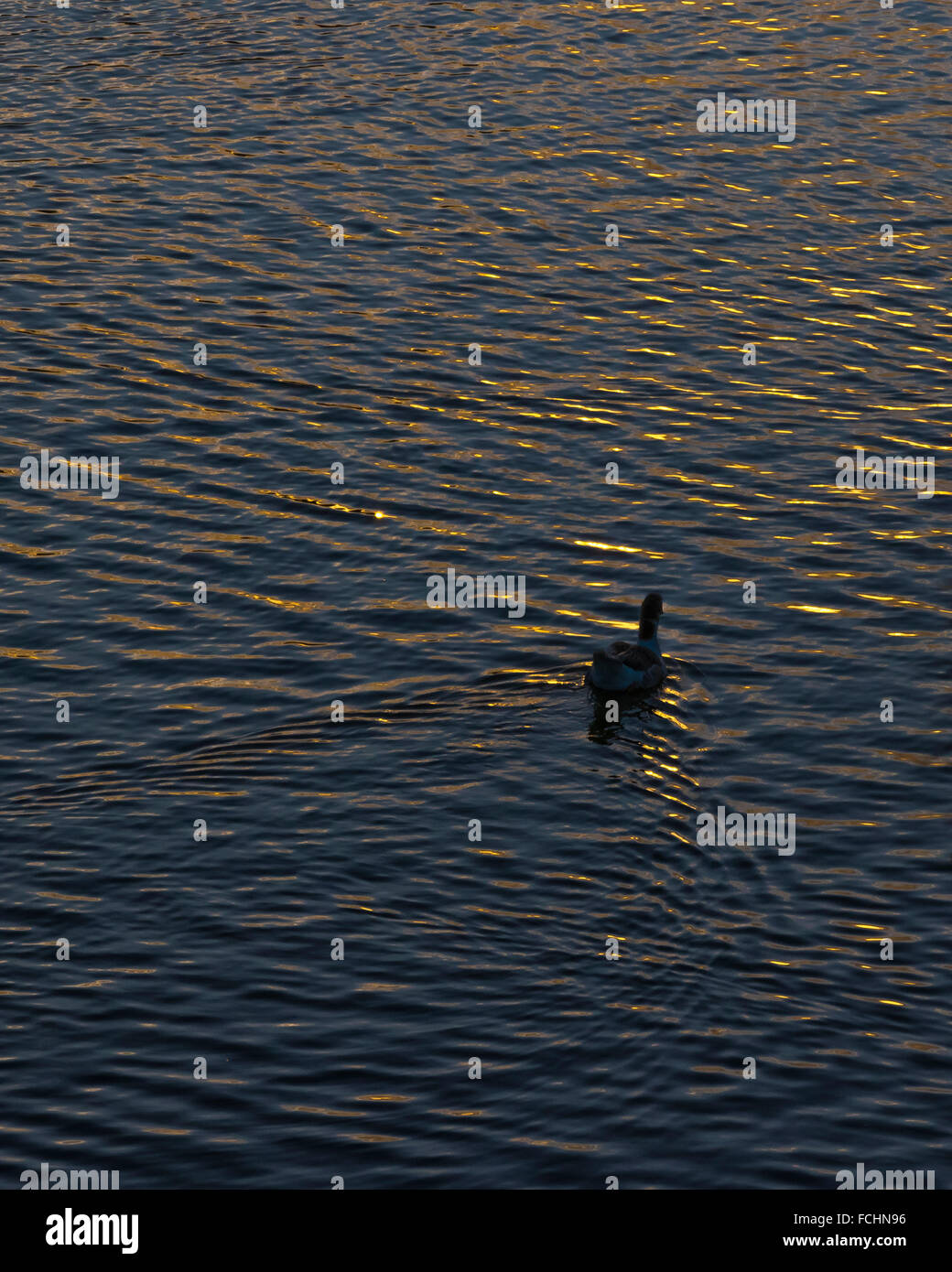 Lonely duck nuoto al lago nel Parque rodo parco al tramonto a Montevideo, Uruguay. Foto Stock