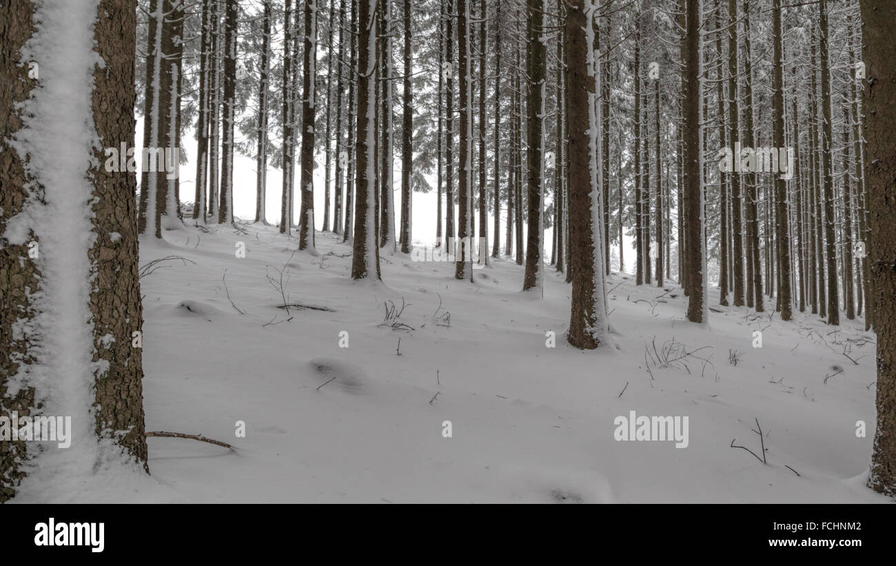 Hoarfrosted alberi in un inverno nevoso bosco, Girkhausen, Bad Berleburg, Sauerland, Renania settentrionale-Vestfalia (Germania). Foto Stock