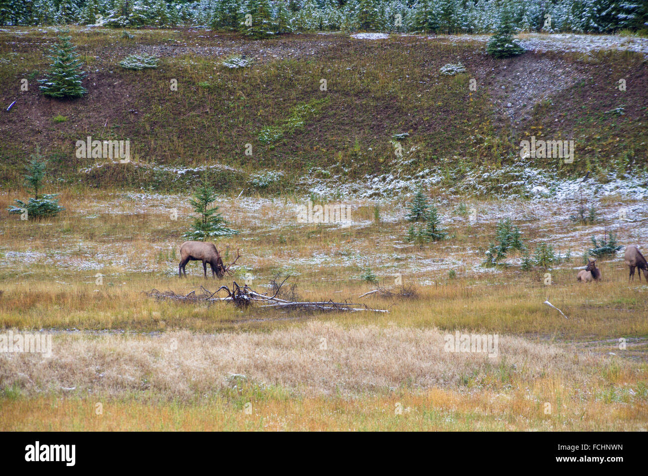 Wapitis su un prato in autunno, North American cervi, Cervus canadensis, Banff Nationalpark, Alberta, Canada Foto Stock