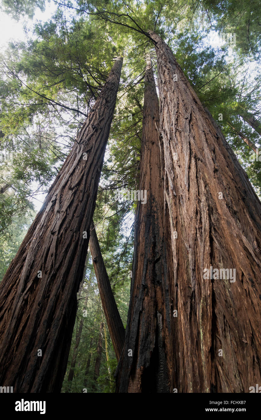 Giganteschi alberi di sequoia in Muir Woods Foto Stock