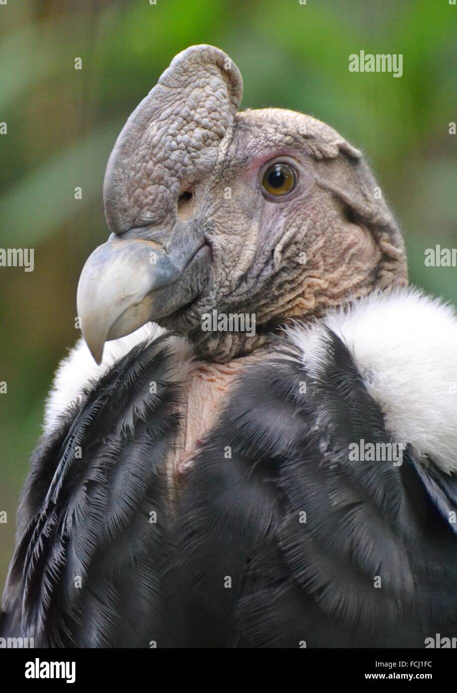 Il condor andino (Vultur gryphus) è un Sud Americana bird trovati nelle montagne delle Ande. Foto Stock