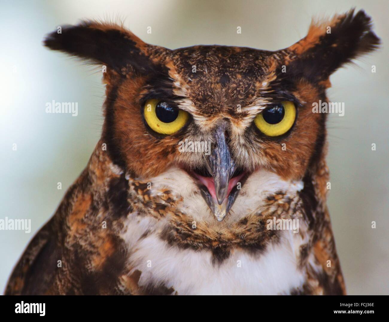 Grande Gufo cornuto (Bubo virginianus), Aka il gufo di Tiger. Foto Stock