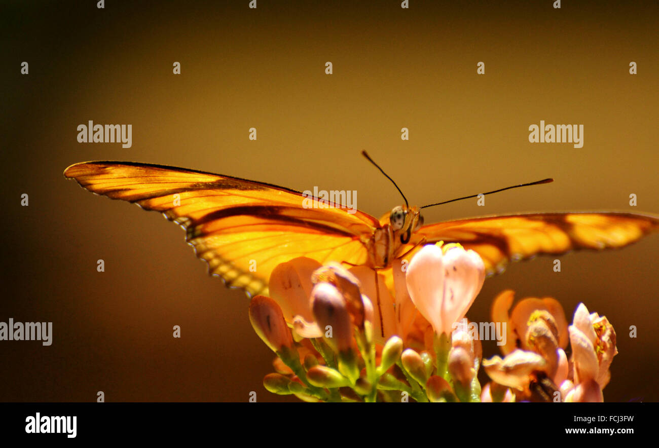 Farfalla arancione su un fiore rosa Foto Stock