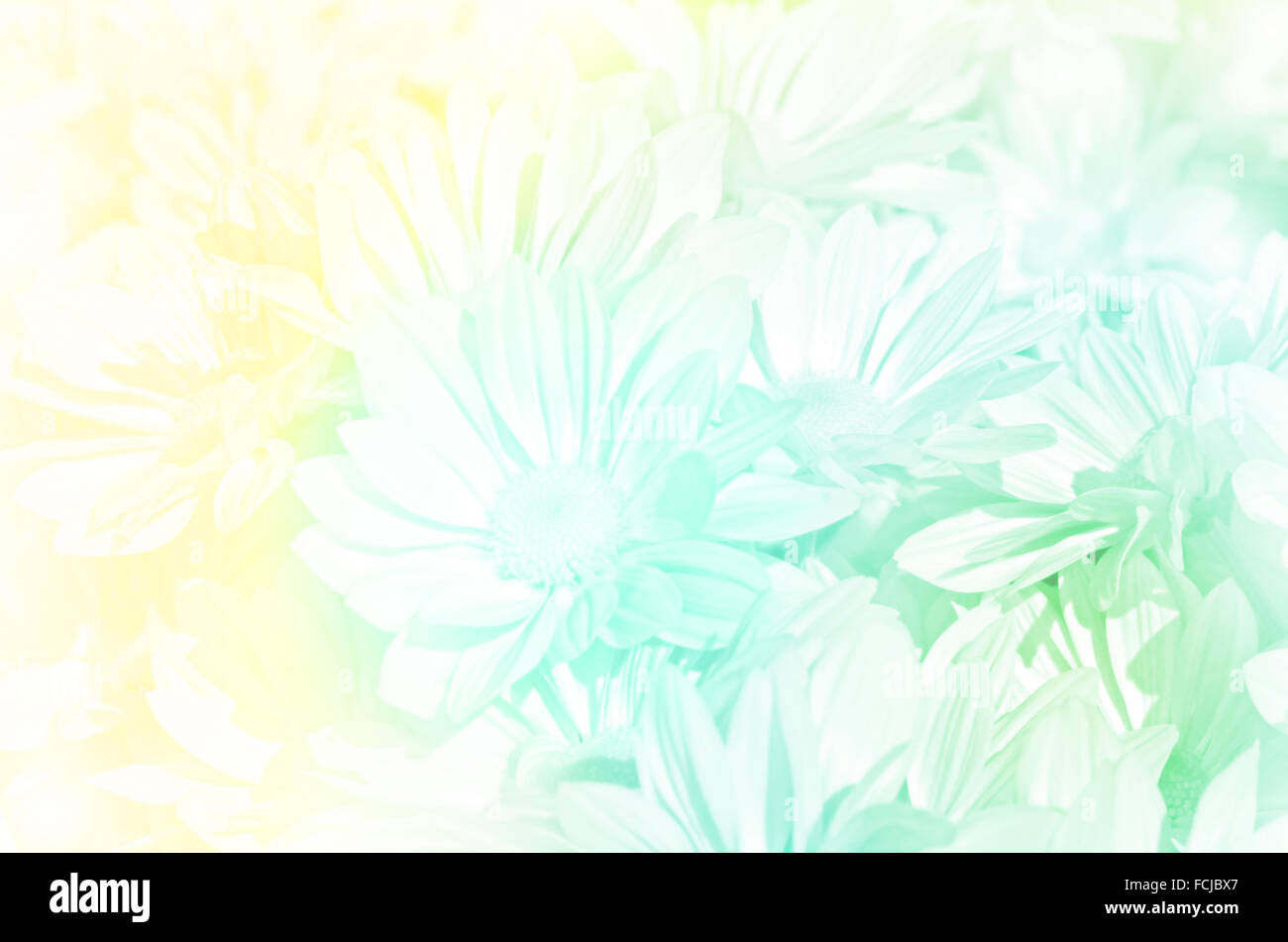 Chiuso di tipo a spruzzo di crisantemo (Dendranthemum grandifflora) in tonalità pastello. Foto Stock