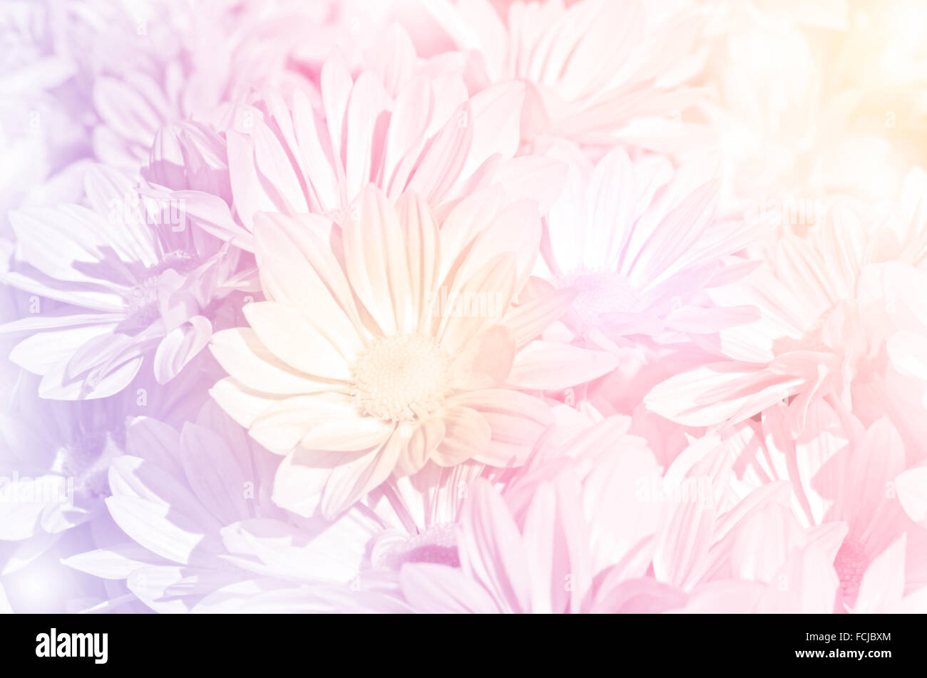 Chiuso di tipo a spruzzo di crisantemo (Dendranthemum grandifflora) in tonalità pastello. Foto Stock